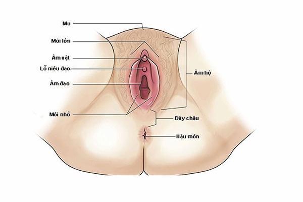  Cấu tạo của âm hộ ở nữ giới