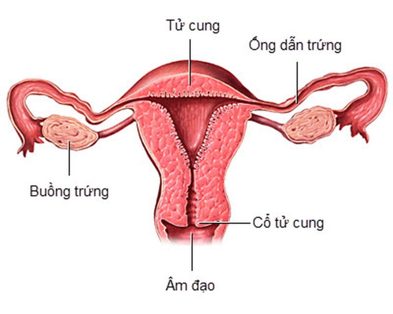 Cấu tạo cơ quan sinh dục nữ bên trong