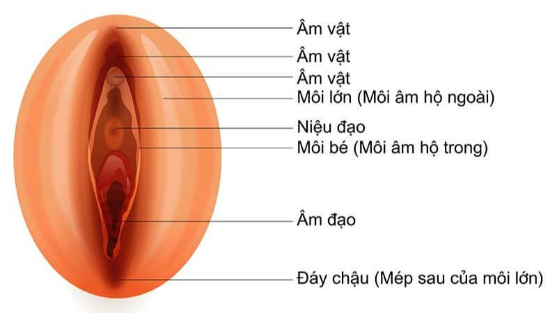 Âm hộ là cơ quan nằm ở ngoài cùng của hệ thống sinh dục