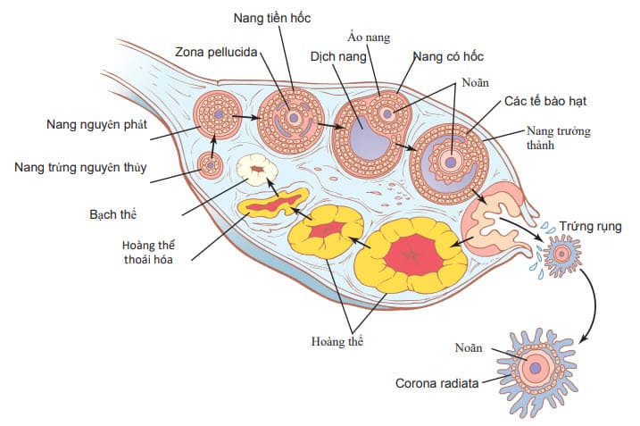 Cấu tạo của buồng trứng