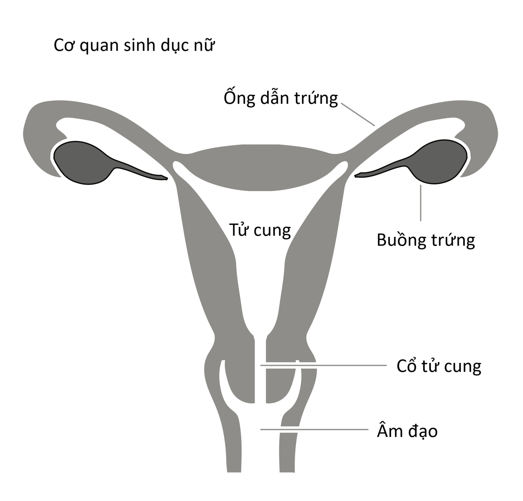 Cơ quan sinh dục nữ