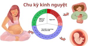 Mô tả chu kỳ kinh nguyệt của nữ giới