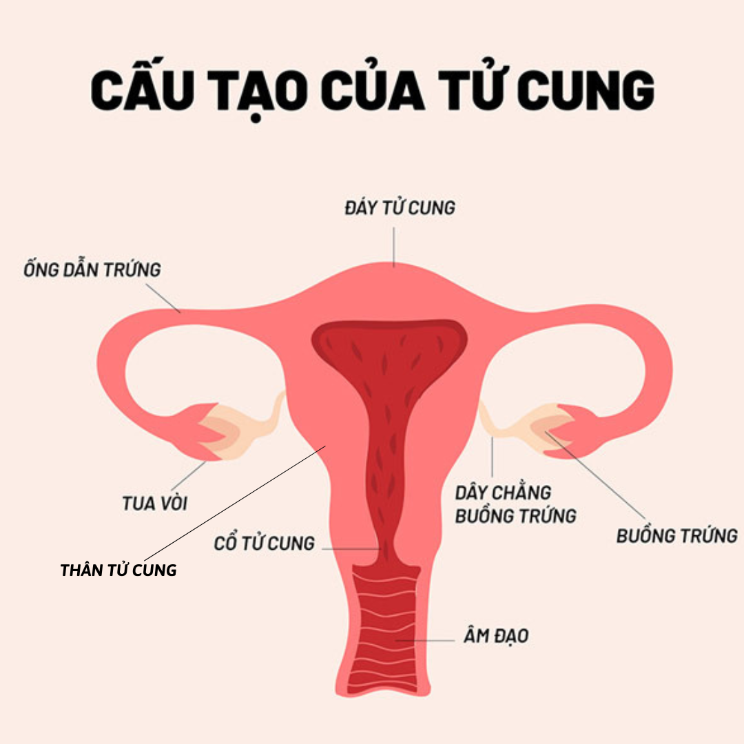 Cấu tạo các thành phần của tử cung. 