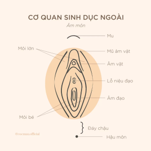 Cấu tạo cơ quan sinh dục nữ bên ngoài