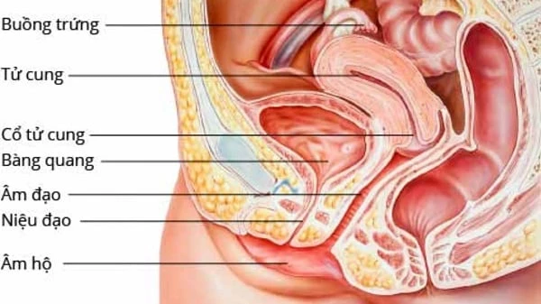 Giải phẫu hệ sinh dục nữ.