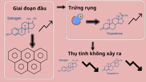 Sơ lược về sự thay đổi hormone sinh dục qua các giai đoạn của chu kỳ kinh nguyệt