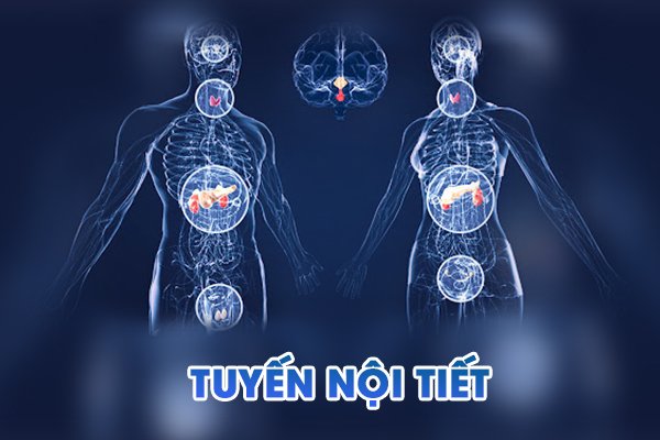 Rối loạn hoạt động tuyến nội tiết gây ra tình trạng chảy máu âm đạo