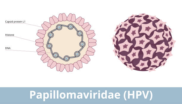 Virus gây u nhú ở người (Human Papillomavirus)