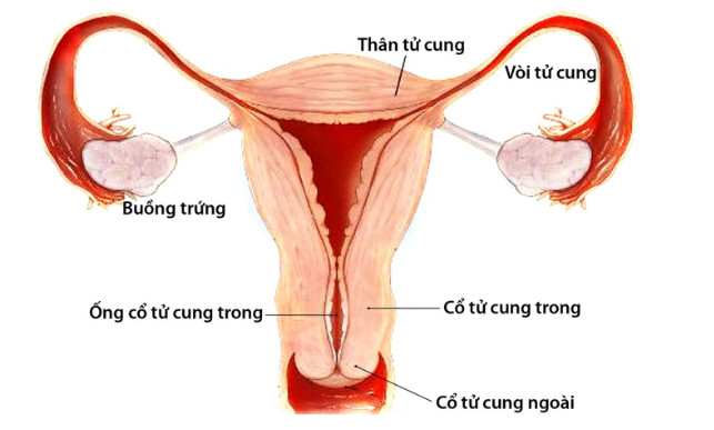 Cổ tử cung là một ống ngắn có lỗ trong và lỗ ngoài 