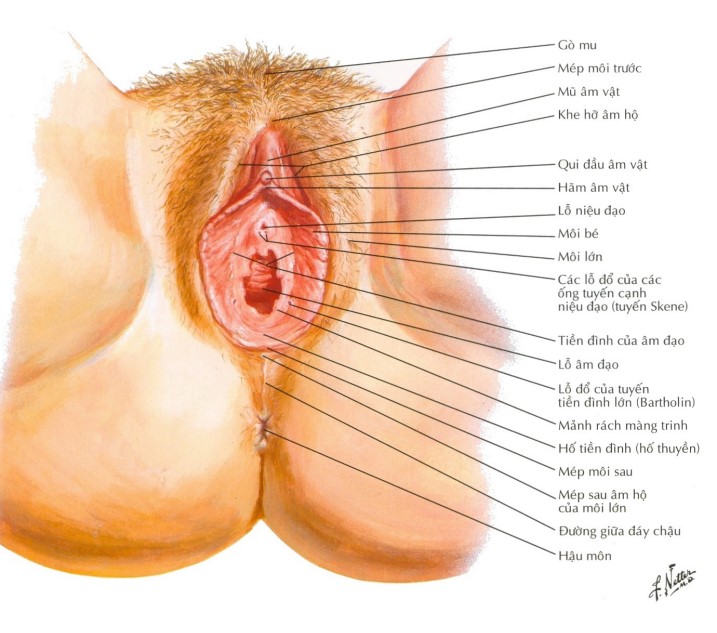 Hình ảnh tuyến Bartholin