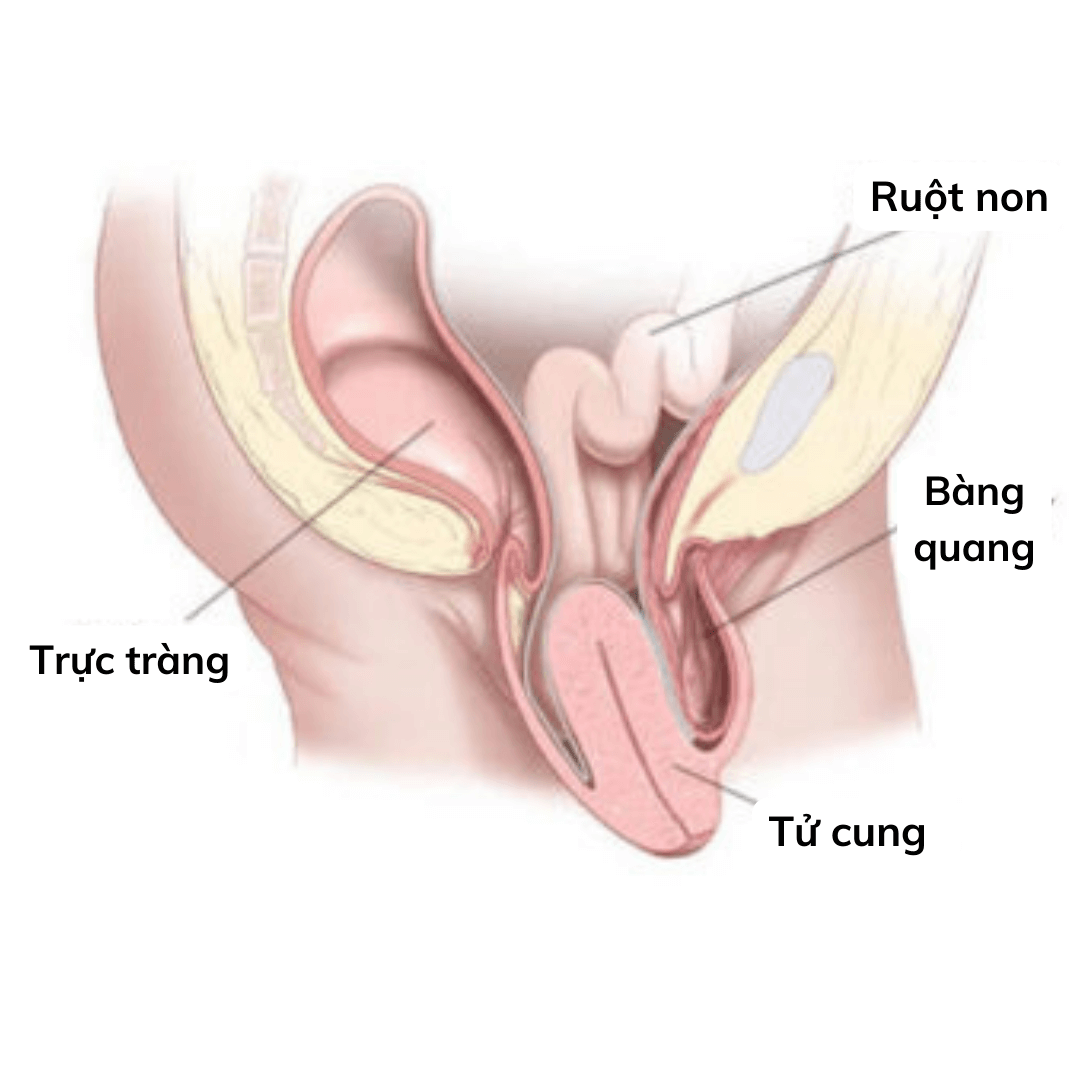 Dấu hiệu sa sinh dục bệnh sẽ khác nhau ở mỗi người.