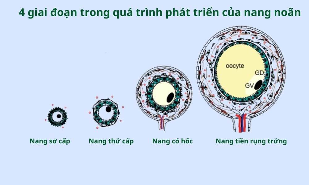 Các giai đoạn phát triển của nang noãn