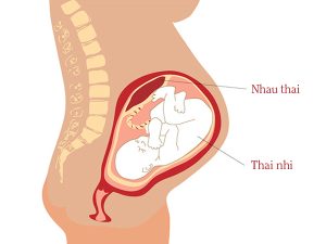 Rau tiền đạo – Mẹ bầu cần lưu ý gì?