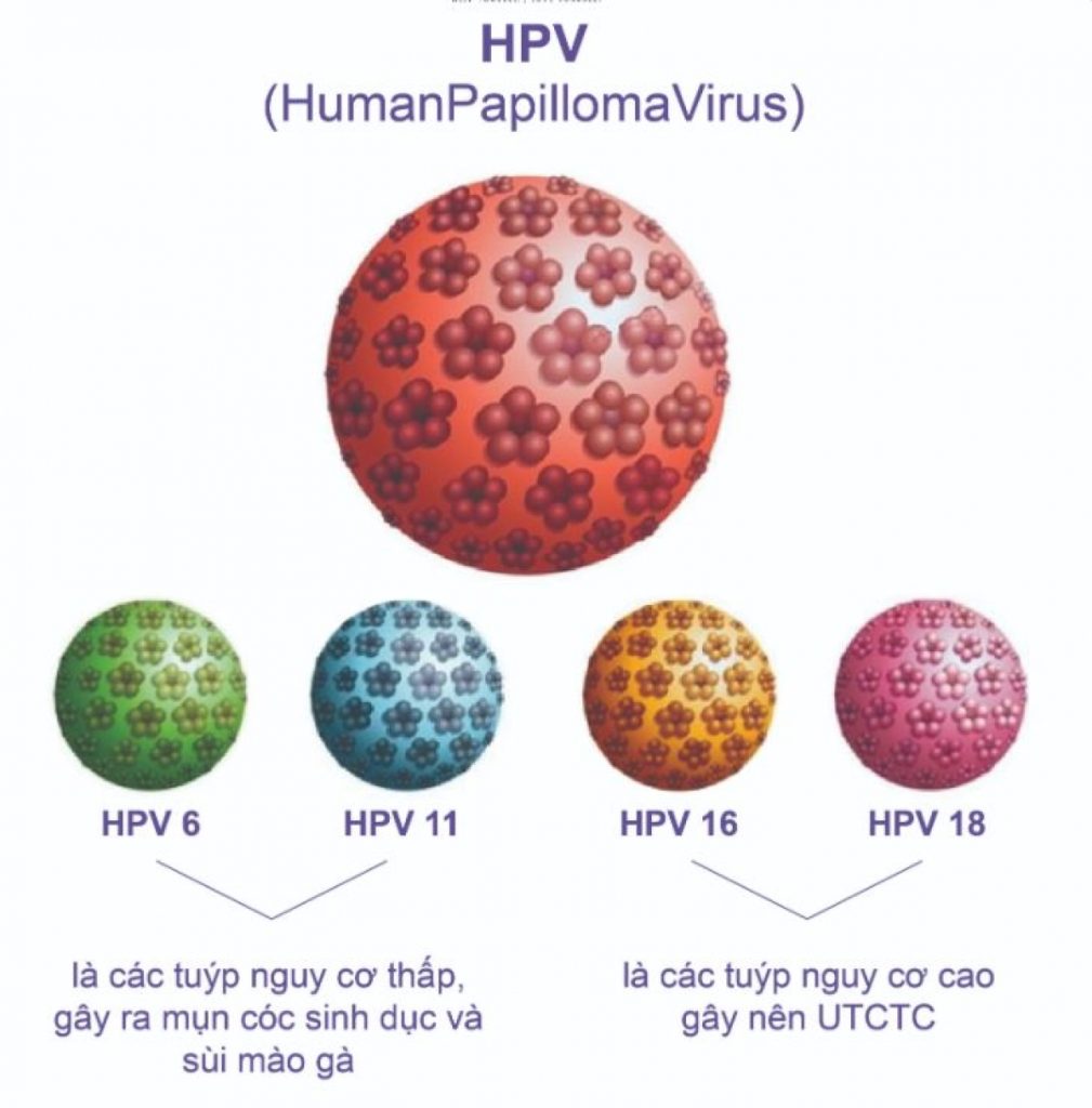 Có rất nhiều type virus HPV có khả năng gây bệnh trên người