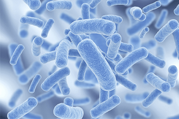 Lợi khuẩn Lactobacillus - một loại trực khuẩn Gram dương.