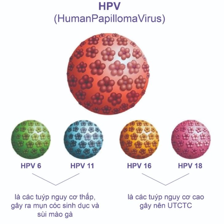 Các tuýp HPV phổ biến gây bệnh