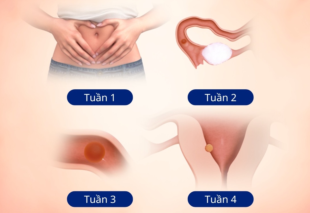 Sự thay đổi của bụng bầu 1 tháng