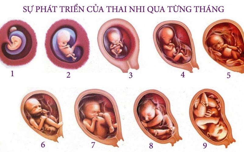 Bụng bầu 8 tháng, bé phát triển mạnh mẽ chiều dài và cân nặng