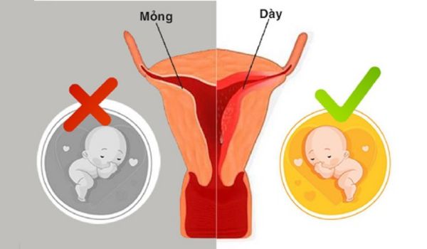 Độ dày niêm mạc ở mỗi giai đoạn là khác nhau