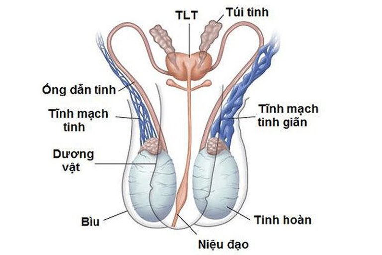 tinh trùng