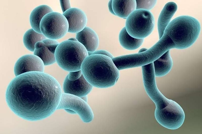 nấm candida