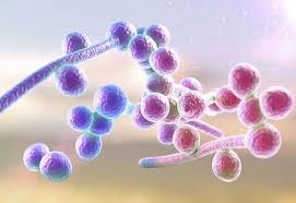 nấm Candida