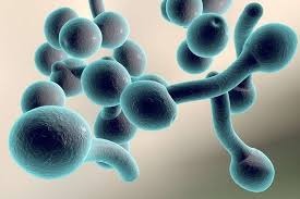 nấm candida