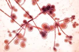 nấm candida